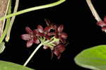 Maroon Carolina milkvine